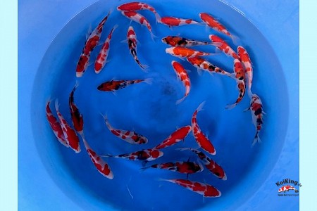 Stock Japan Koi Service Japan for the Worldwide export of Nishikigoi