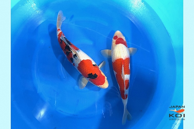 2Sai Male Sanke / Female Kohaku + certificates