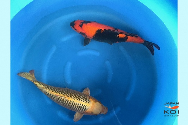 3Sai Yellow Kin Matsuba / Hi Utsuri Females