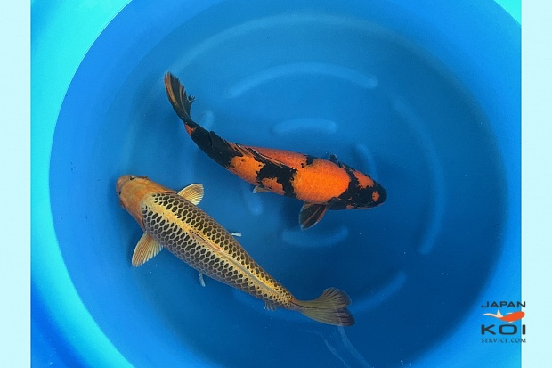 3Sai Yellow Kin Matsuba / Hi Utsuri Females