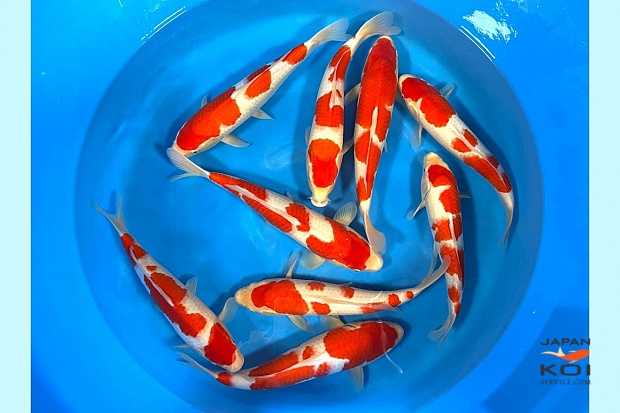 WYSIWYG Tosai Tateshita Kohaku x 9pcs (At this moment Female) 