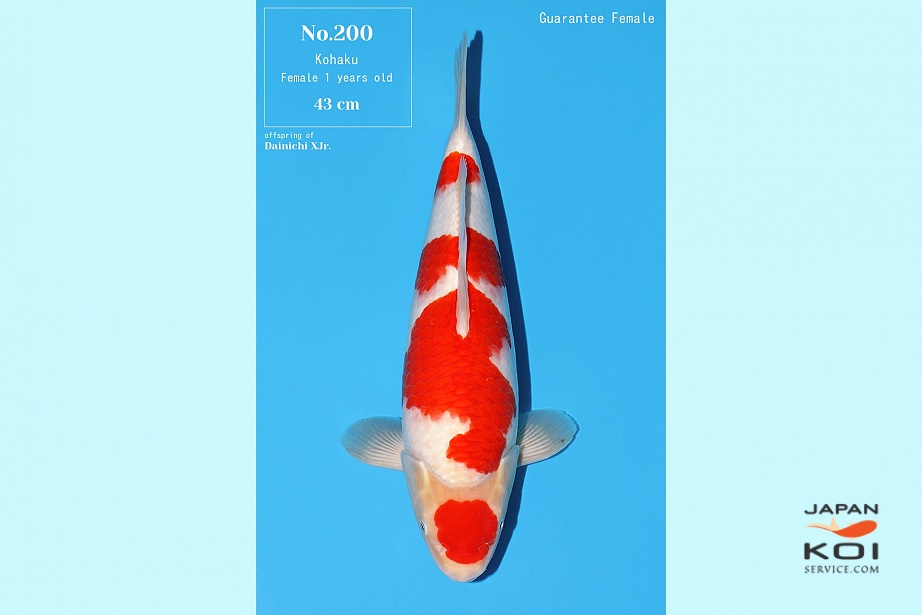 1Y Tategoi Kohaku Female Azukari Nbr 200