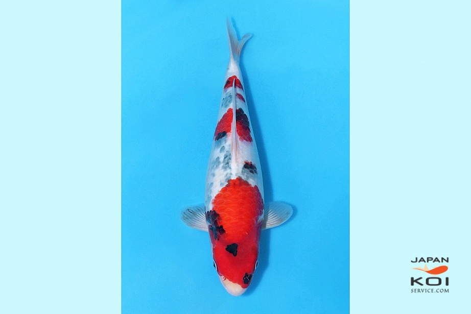 1Y Showa Female Azukari (From Narita Jumbo Tosai Sales) NM 002