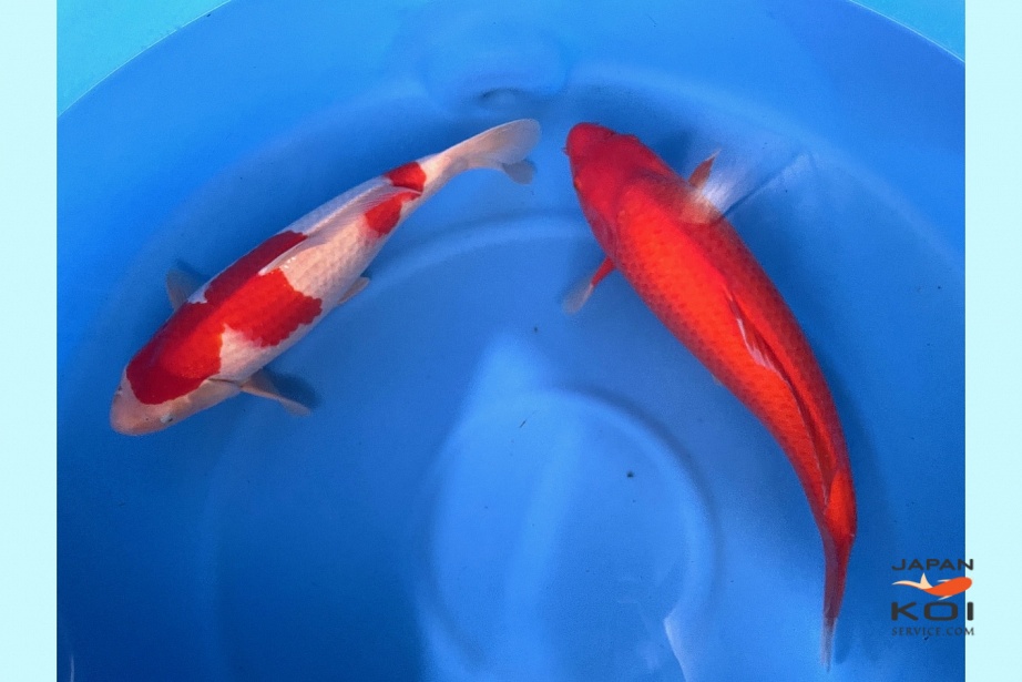 2Sai Male Benigoi / Kohaku + certificates SPR-24