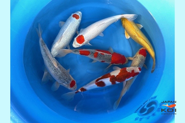 Nisai Mix Male and Female Selected WYSIWYG SPR-45